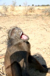 在納米比亞的動物保育中心，動物因人類的威脅，而需要義工們照顧，等待合適時可野放。但像相片中的狒狒因腦部受損，需要終生住在中心內。